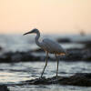 Отель The Meridian at Lighthouse Point, фото 26