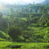 Отель Ceylon Tea Trails, фото 27