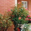 Отель Vila Montika, фото 10