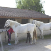 Отель Gîtes Equestres Les Cabanes de Cambon - Saintes Maries de la Mer, фото 29