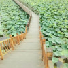 Отель Baiyangdian Lotus View No.38 Farmstay, фото 18