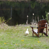 Отель Wolfwood Guest Ranch, фото 27