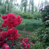 Отель Leh Stumpa, фото 20