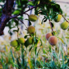 Отель The Chirping Orchard, фото 14