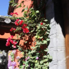 Отель Lijiang Flower and Horse Hotel, фото 1