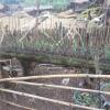 Отель Site 52 - Ban Pakeo & Home stay ( Full Board), фото 6