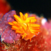 Отель Marine Lodge Marea Ishigakijima, фото 14
