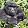 Отель Silverback Lodge, фото 9