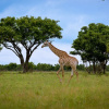 Отель iKhaya LamaDube Game Lodge, фото 17