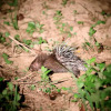 Отель Cat Tien Farmer Lodge, фото 25