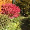 Отель Gite Bijou dans la Forêt, фото 11