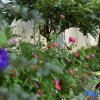 Отель Shaxi Old Homestay, фото 8