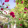 Отель La Roseraie, фото 11