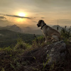 Отель Tranquil Resort Wayanad, фото 15