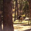 Отель Huge Ruidoso W/ Game Room, Pool, 2 Balconies, 2 Kitchens - Sleeps 17! 6 Bedroom Condo by RedAwning, фото 17