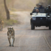 Отель Kapama Private Game Reserve, фото 14
