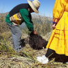 Отель Uros Munay Wasi lodge, фото 5