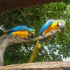 Отель Fazenda Araras, фото 7