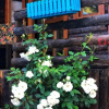 Отель ZeytinDagi Bungalow Butik Otel, фото 37