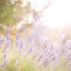 Отель Apartment Lavanda, фото 24