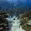 Отель Kosrae Nautilus Resort, фото 47