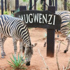 Отель Kruger Kumba - Mugwenzi, фото 17