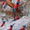 Отель Zambezi Mubala Camp, фото 9