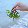 Отель Circles·Seaside garden holiday homestay (Shenzhen Dapeng jiaochangwei store), фото 13