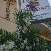 Отель Delle Mimose, фото 1