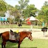 Отель Wana Horse And Ostrich Farm Tent, фото 8