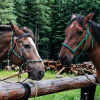 Отель Rock Lake Lodge, фото 17