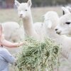 Отель Glenhope Alpacas Bed and Breakfast, фото 9