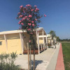 Отель Safari Tent Lodge in Riotorto-piombino-li With Garden, фото 1