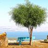 Отель Sea Of Galilee Site, фото 35