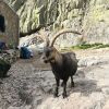 Отель Ermita de Gredos Casas Rurales Artesano I y II/III, фото 19