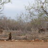 Отель The Baobab Bush Lodge, фото 21