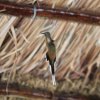 Отель Fazenda Santo Antônio, фото 11