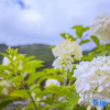 Отель Binchuan chicken foot mountain sit forget one courtyard, фото 9