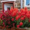 Отель Chimes Cottage, фото 1
