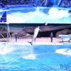 Отель Ocean Style Holiday Hotel (Wuhan Polar Ocean World), фото 11