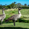 Отель Fairway Villas Waikoloa A21, фото 29