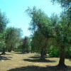 Отель Scenic Holiday Home in Tricase Amidst Olive Trees, фото 21