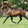 Отель San Giacomo Horses & Agriturismo, фото 9