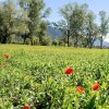 Отель New Residence Near Lake Iseo Surrounded by Green, фото 36