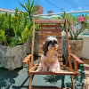 Отель Areias do Mar | 2 Quartos Garden Familia A113, фото 7