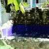 Отель Guest house Domashnii ochagh в Новом Афоне