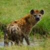 Отель Losokwan Luxury Tented Camp - Maasai Mara, фото 26