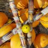 Отель Studio In Schoelcher With Wonderful Sea View Enclosed Garden And Wifi, фото 3