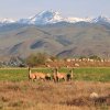 Отель Casia Lodge and Ranch, фото 27