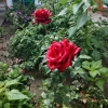 Отель Hospedaje Casa Primavera, фото 5